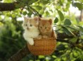 /album/quinto-varios/h-403-gatitos-en-cesta-jpg/